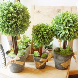 Chậu cây trang trí góc làm việc nhập khẩu